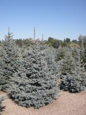 Colorado Spruce